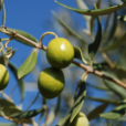 corsi agricoltori perugia